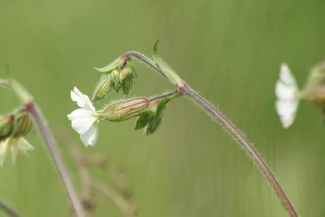 Silene alba